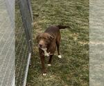 Small #2 Labrador Retriever Mix