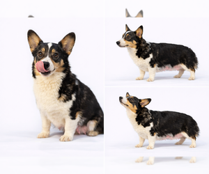 Mother of the Pembroke Welsh Corgi puppies born on 01/17/2026