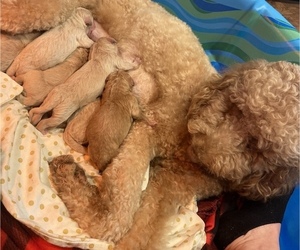 Goldendoodle Puppy for sale in MANILA, AR, USA