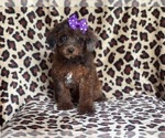 Small Photo #13 Poodle (Miniature) Puppy For Sale in LAKELAND, FL, USA
