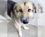 Small #1 German Shepherd Dog-Great Pyrenees Mix