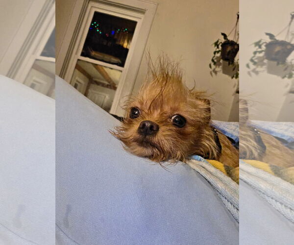 Medium Photo #4 Chihuahua-Unknown Mix Puppy For Sale in New London, WI, USA