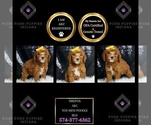 Poodle (Toy) Puppy for sale in WARSAW, IN, USA