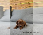 Small #3 Poodle (Toy)
