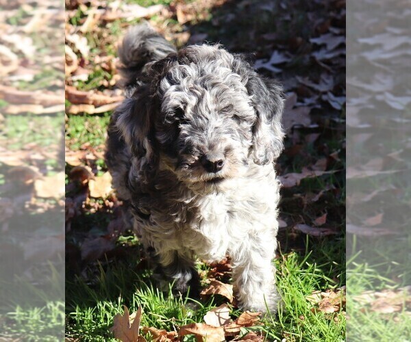 Medium Photo #2 Aussiedoodle Miniature  Puppy For Sale in MARION CENTER, PA, USA