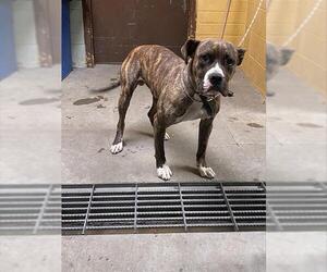 Boxer-Unknown Mix Dogs for adoption in Stockton, CA, USA