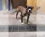 Small Boxer Mix