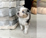 Small #4 Australian Shepherd