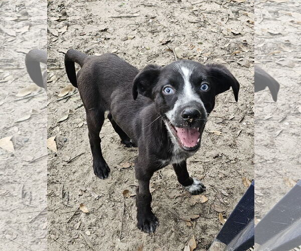Medium Photo #3 Sheprador Puppy For Sale in Pensacola, FL, USA
