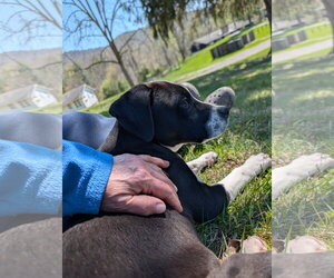 Mutt Dogs for adoption in Hinton, WV, USA