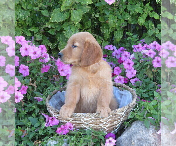 Medium Photo #2 Golden Retriever Puppy For Sale in THORP, WI, USA