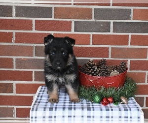 German Shepherd Dog Puppy for sale in MILLERSBURG, OH, USA