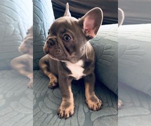 French Bulldog Puppy for sale in GILBERT, AZ, USA