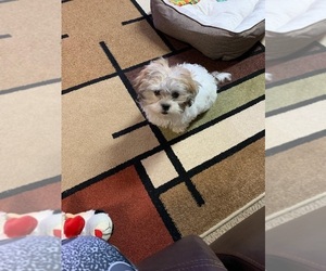 Maltese-Shelestie Mix Puppy for sale in N VERSAILLES, PA, USA