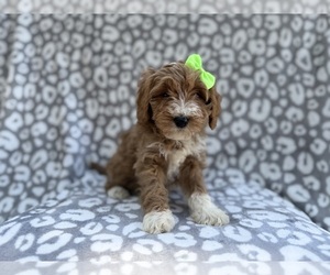 Cavapoo (Miniature) Puppy for sale in LAKELAND, FL, USA