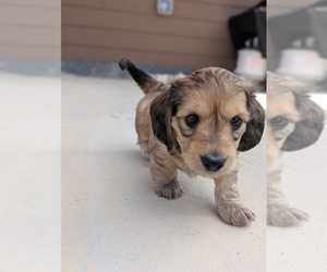 Dachshund Puppy for sale in SEVERANCE, CO, USA