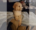 Small Photo #3 Goldendoodle (Miniature) Puppy For Sale in GREELEY, CO, USA