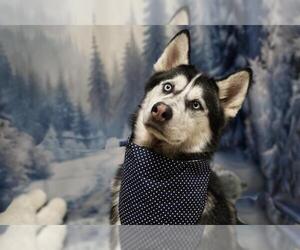 Siberian Husky Dogs for adoption in South Lake Tahoe, CA, USA