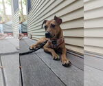 Small #1 Mutt