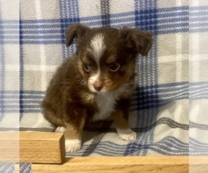 Miniature Australian Shepherd Puppy for sale in FORT MORGAN, CO, USA