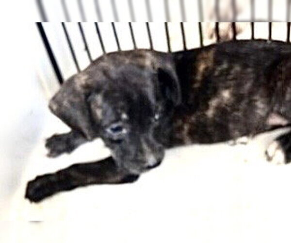 Medium Photo #1 Labrador Retriever-Unknown Mix Puppy For Sale in Houston, TX, USA