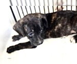 Small Labrador Retriever Mix