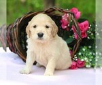 Small #3 Golden Irish