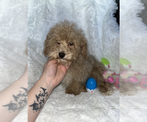 Medium Photo #2 Poodle (Toy) Puppy For Sale in LOWELL, MA, USA