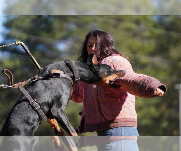 Medium Photo #31 Doberman Pinscher Puppy For Sale in FORT LAUDERDALE, FL, USA