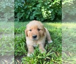 Puppy Blue Golden Retriever