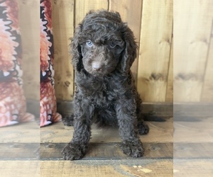 Labradoodle Puppy for sale in LADY LAKE, FL, USA