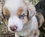 Small Photo #13 Australian Shepherd Puppy For Sale in MABEL, MN, USA