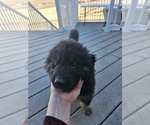 Puppy Red German Shepherd Dog-Siberian Husky Mix