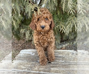 Poodle (Miniature) Puppy for sale in MIDDLEBURY, IN, USA