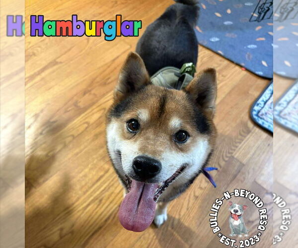 Medium Photo #4 Shiba Inu Puppy For Sale in Omaha, NE, USA