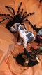 Small Photo #3 Great Dane Puppy For Sale in ALBERTVILLE, AL, USA