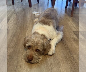 Matrix - Male Mutt Dog for Adoption - Photo #10