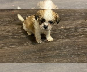 Shih Tzu Puppy for sale in BEAUMONT, TX, USA