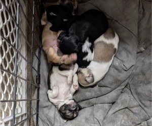 Chi-Poo (Miniature) Litter for sale in GOLDEN, CO, USA