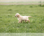 Small Photo #11 Golden Retriever Puppy For Sale in POWERS, OR, USA