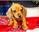 Puppy Tootsie Dachshund