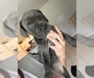 Cane Corso Puppy for sale in ALVA, FL, USA