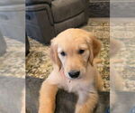 Small #4 Golden Retriever