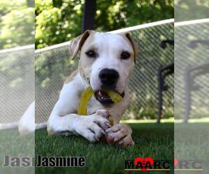 Mutt Dogs for adoption in Maryville, TN, USA