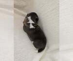 Small #2 Akita