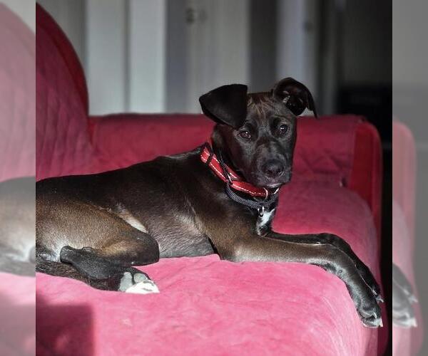 Medium Photo #33 Labrador Retriever-Unknown Mix Puppy For Sale in San Diego, CA, USA
