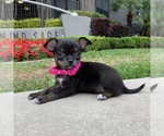 Small Photo #2 Chihuahua Puppy For Sale in HOUSTON, TX, USA