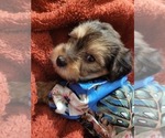 Small Photo #1 Yorkshire Terrier Puppy For Sale in AKRON, OH, USA
