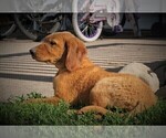 Small Photo #2 Golden Retriever Puppy For Sale in LUBLIN, WI, USA