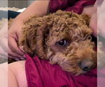 Small #3 Cockapoo